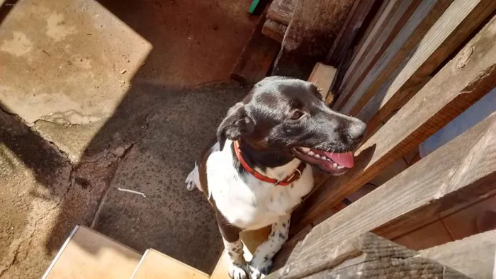 Cachorro ra a Não definida idade 2 a 6 meses nome Kika