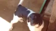 Kika