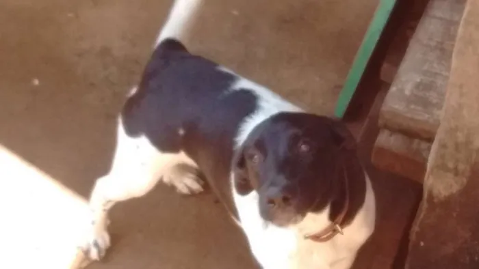 Cachorro ra a Não definida idade 2 a 6 meses nome Kika