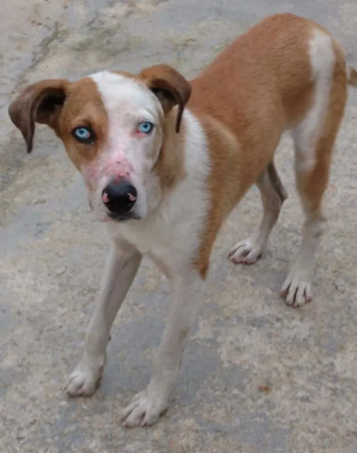 Cachorro ra a Não sabemos  idade 2 anos nome Marola