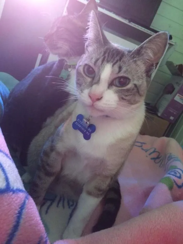 Gato ra a Nenhuma  idade 1 ano nome Leo