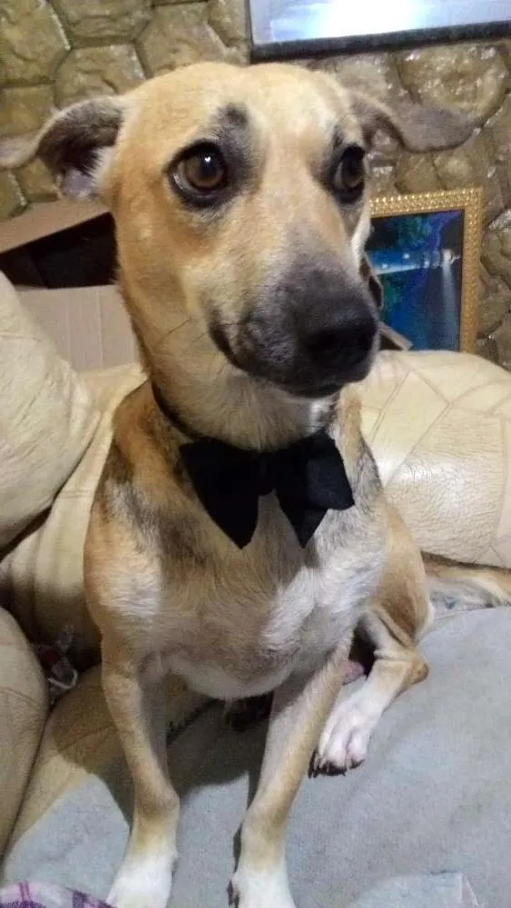 Cachorro raça Viralata idade 3 anos nome Liza