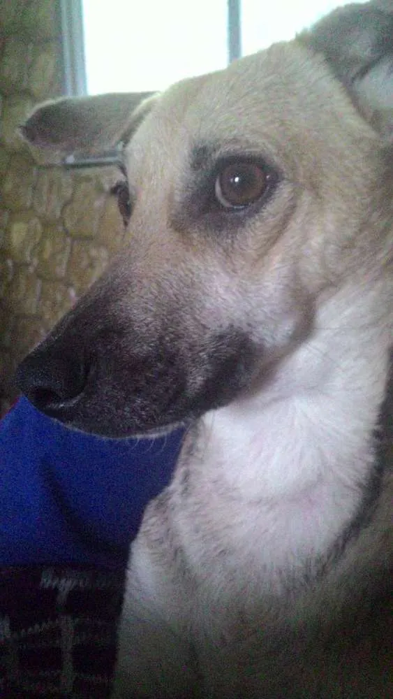 Cachorro raça Viralata idade 3 anos nome Liza