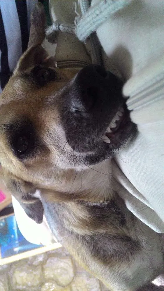 Cachorro raça Viralata idade 3 anos nome Liza
