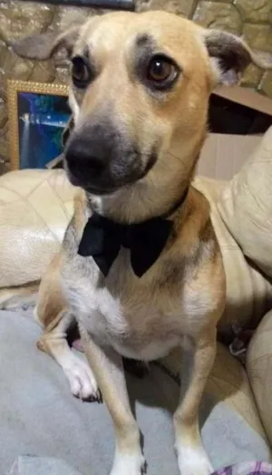Cachorro raça Viralata idade 3 anos nome Liza
