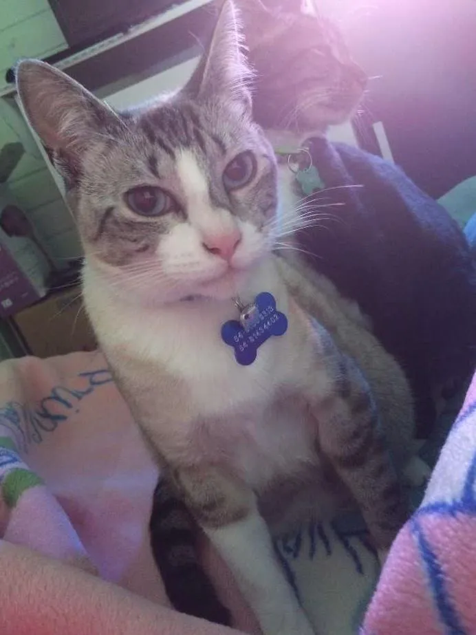 Gato ra a Nenhuma  idade 1 ano nome Leo