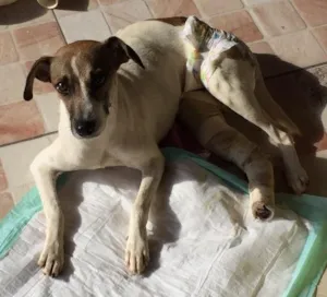 Cachorro raça Sem Raça definida  idade 7 a 11 meses nome Pluto