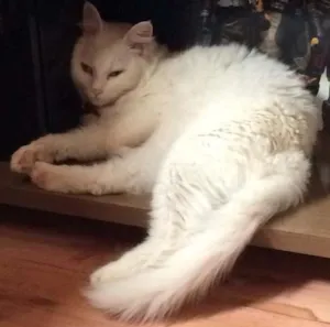 Gato raça Nenhuma  idade 2 anos nome Bela e Leo
