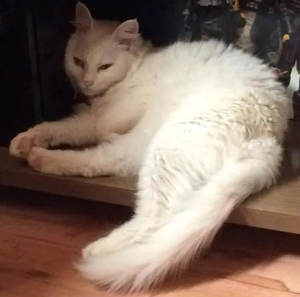 Gato ra a Nenhuma  idade 2 anos nome Bela e Leo