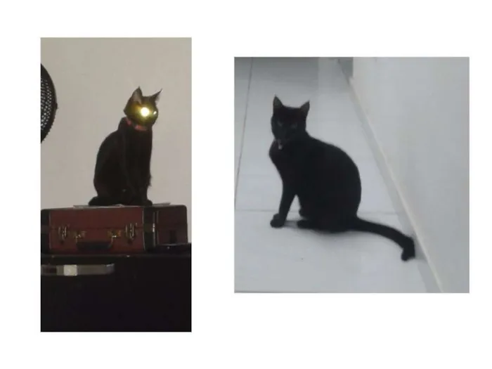 Gato raça SRD idade 7 a 11 meses nome Aretha