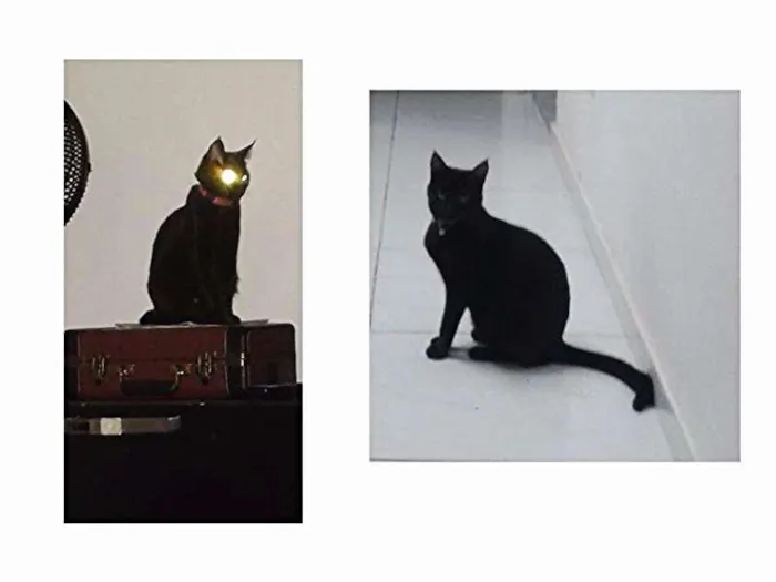 Gato raça SRD idade 7 a 11 meses nome Aretha