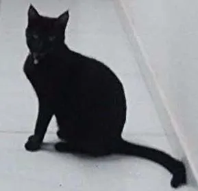 Gato raça SRD idade 7 a 11 meses nome Aretha