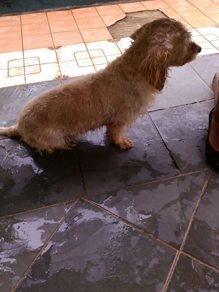 Cachorro ra a Poodle idade 3 anos nome Aisha
