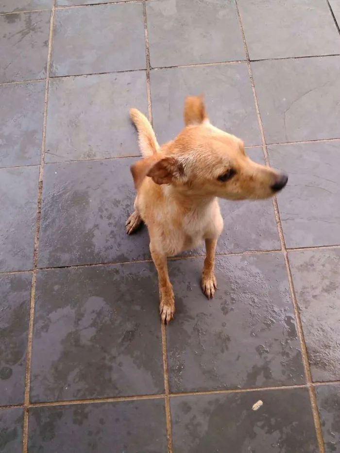 Cachorro ra a vralata idade 1 ano nome Peregun