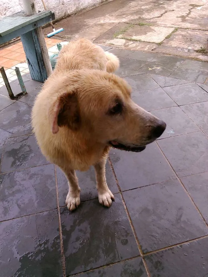 Cachorro ra a Labrador idade 5 anos nome Aine