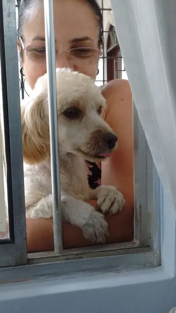 Cachorro raça Poodle idade 3 anos nome Bob