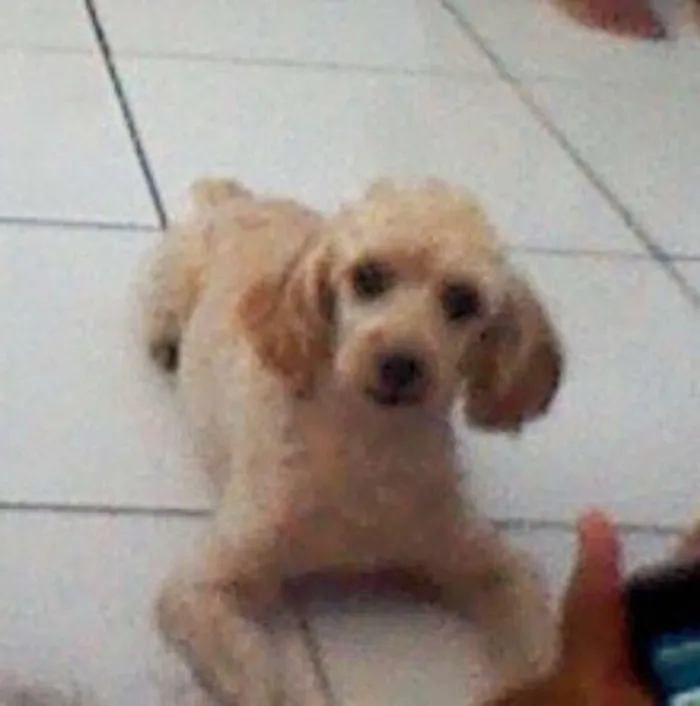 Cachorro raça Poodle idade 3 anos nome Bob