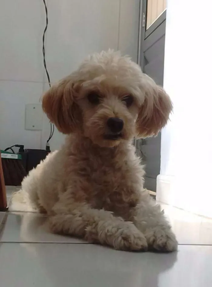 Cachorro raça Poodle idade 3 anos nome Bob