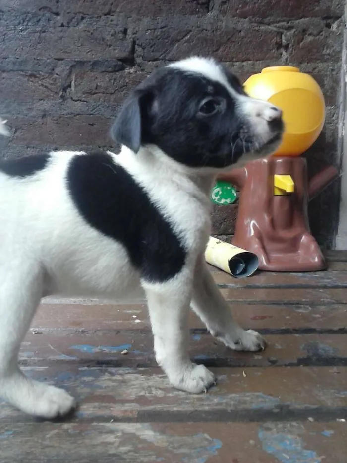 Cachorro ra a viralata idade Abaixo de 2 meses nome nao possui