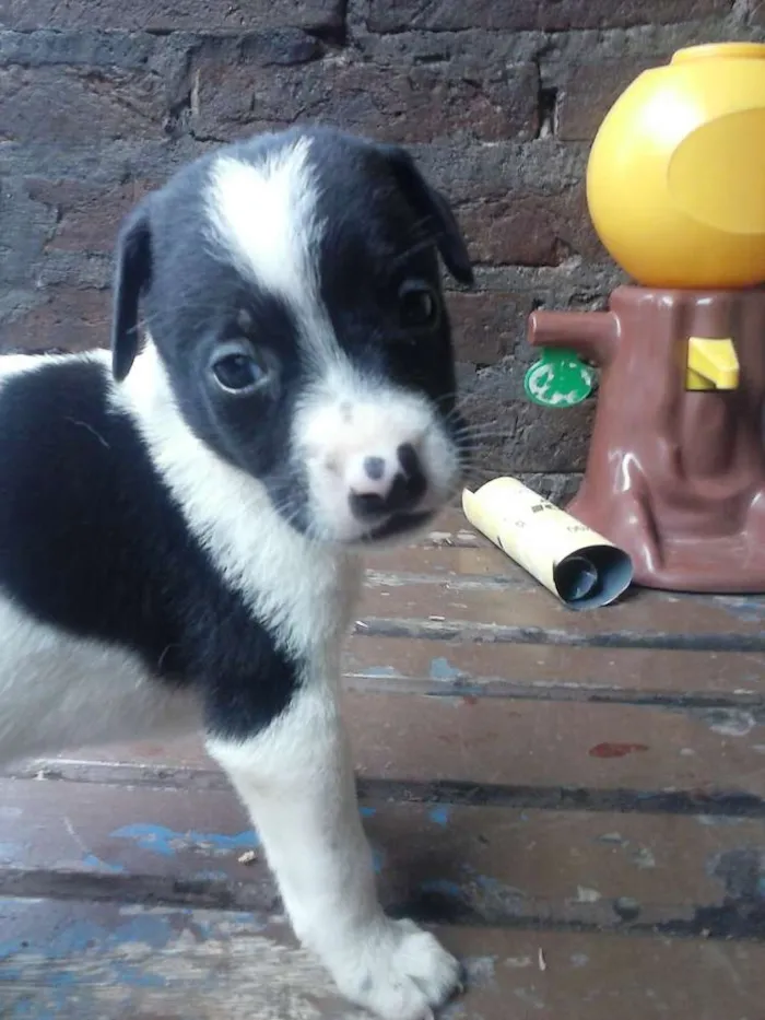 Cachorro ra a viralata idade Abaixo de 2 meses nome nao possui