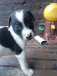 nao possui