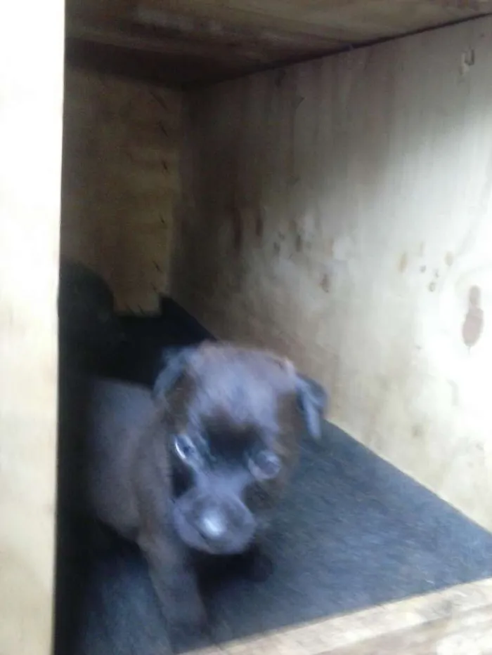 Cachorro ra a viralata idade Abaixo de 2 meses nome nao possui