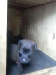 nao possui