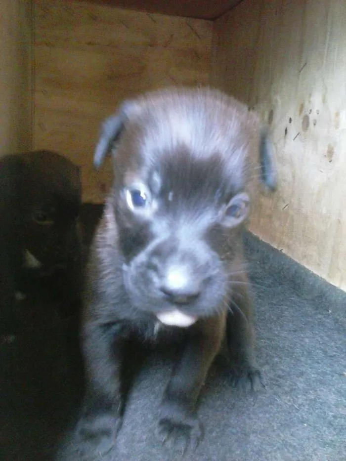 Cachorro ra a viralata idade Abaixo de 2 meses nome nao possui