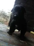 nao possui