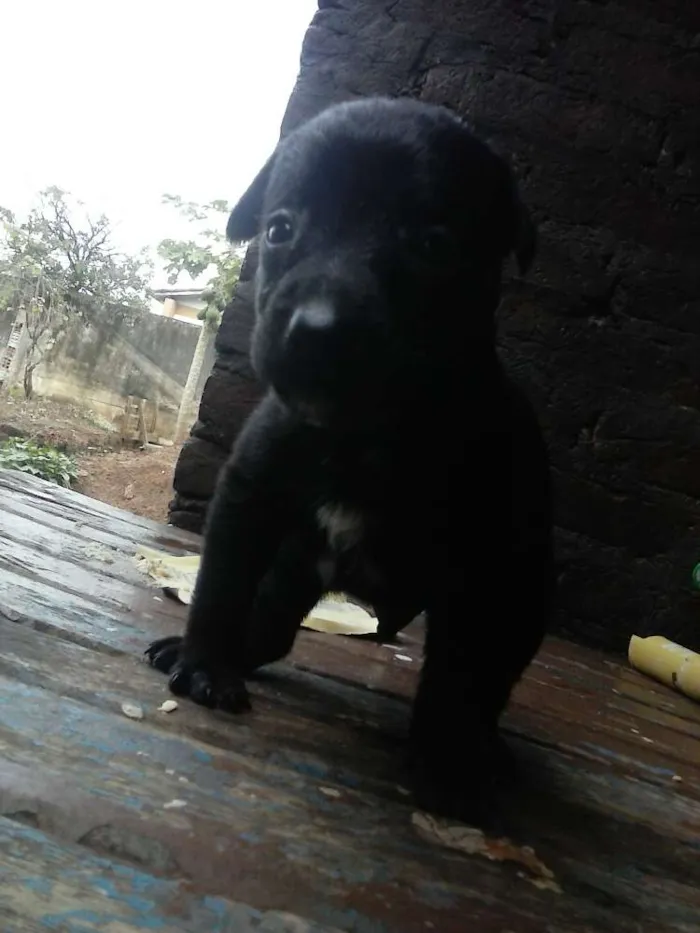 Cachorro ra a viralata idade Abaixo de 2 meses nome nao possui