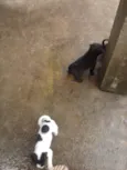 nao possui