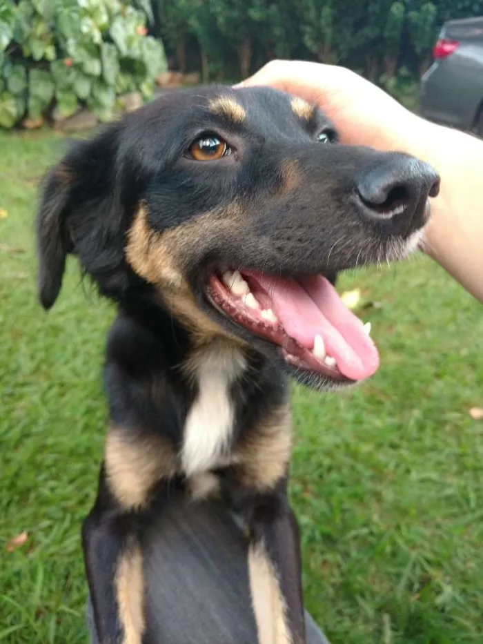 Cachorro ra a Indefinida  idade 1 ano nome Sofia