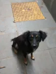 Sofia