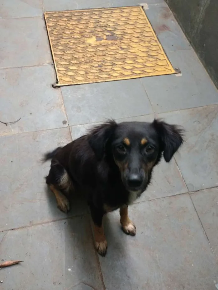 Cachorro ra a Indefinida  idade 1 ano nome Sofia