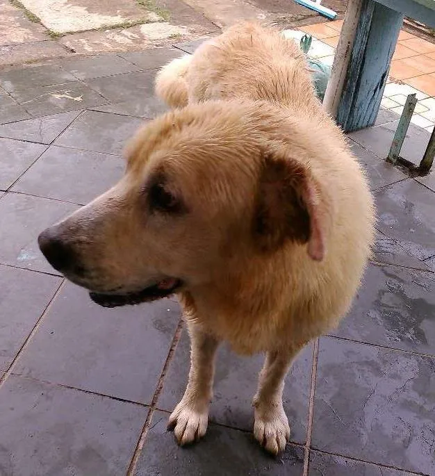 Cachorro ra a Labrador idade 5 anos nome Aine