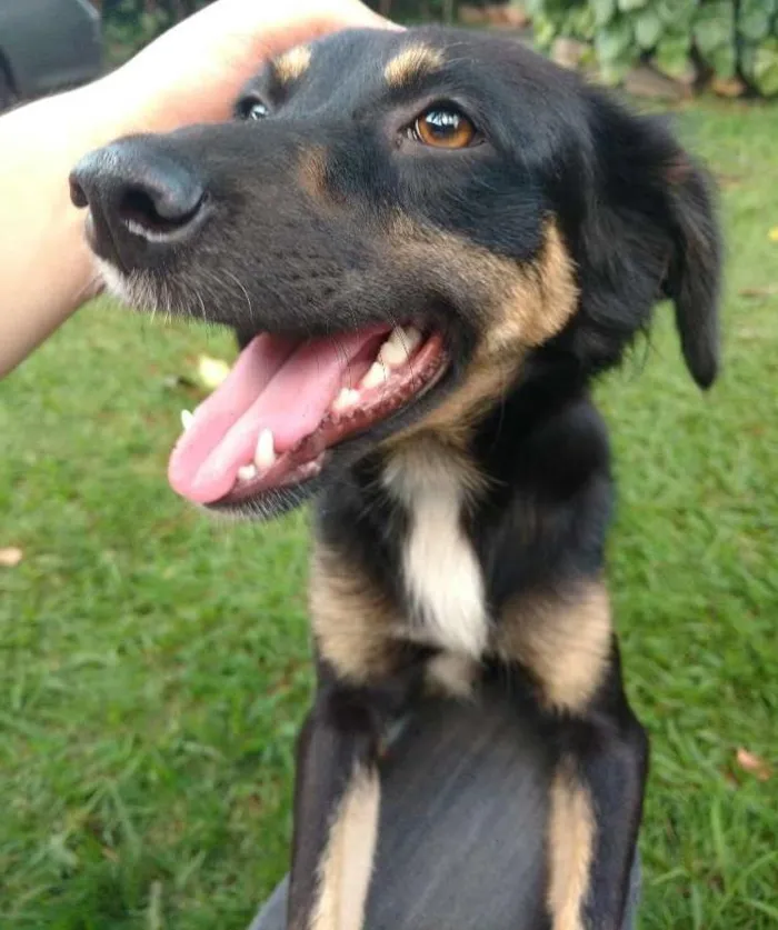 Cachorro ra a Indefinida  idade 1 ano nome Sofia