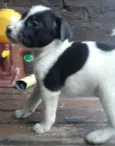 nao possui