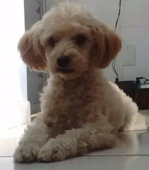 Cachorro raça Poodle idade 3 anos nome Bob