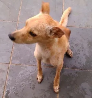 Cachorro raça vralata idade 1 ano nome Peregun
