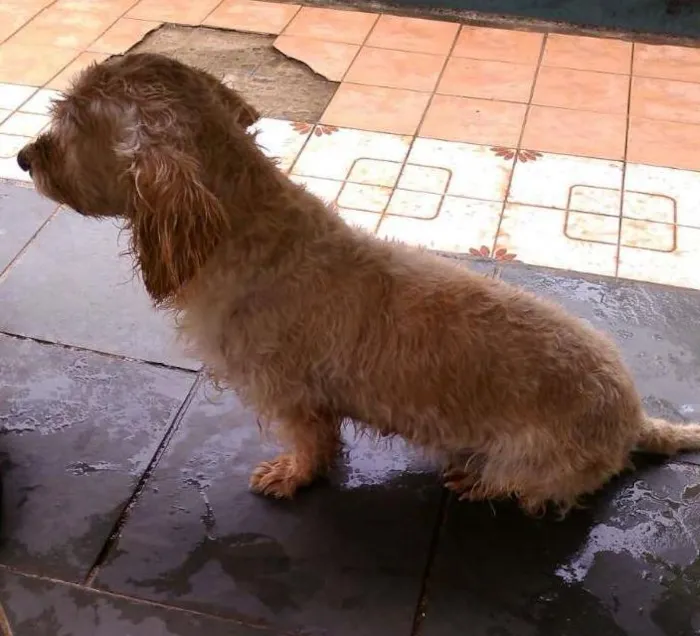 Cachorro ra a Poodle idade 3 anos nome Aisha