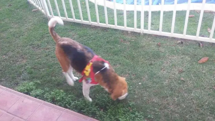 Cachorro ra a beagle idade 2 anos nome beagle