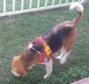 Cachorro raça beagle idade 2 anos nome beagle