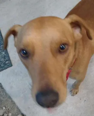 Cachorro raça mix idade  nome Spike