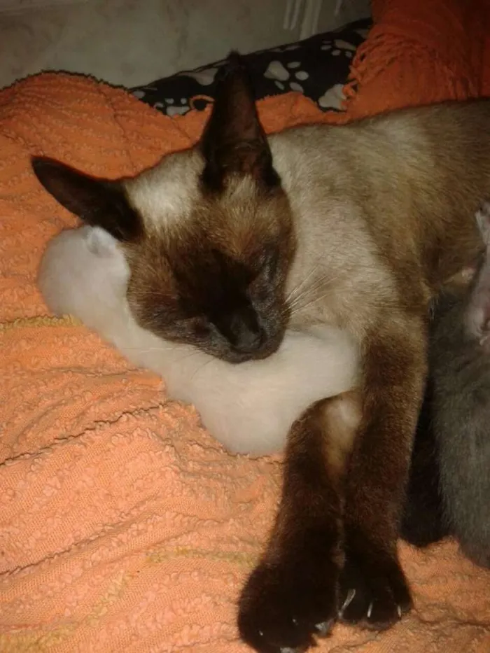 Gato ra a Siamês idade 1 ano nome Safira