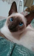 Safira