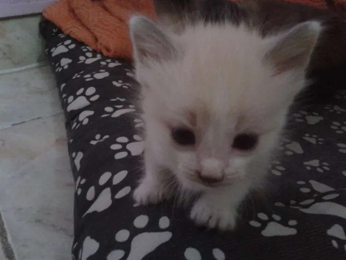 Gato ra a  idade 2 a 6 meses nome Luke