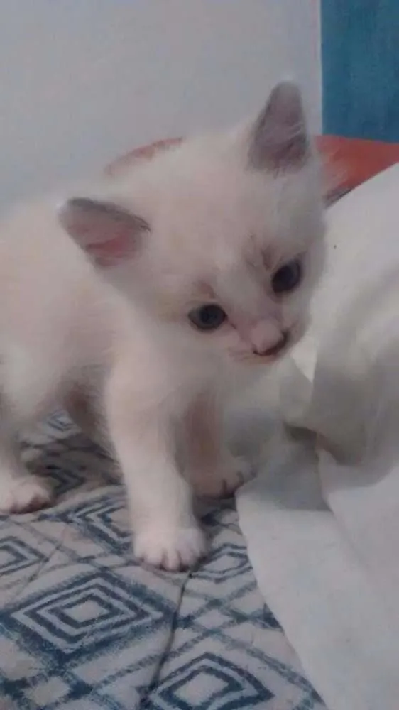 Gato ra a  idade 2 a 6 meses nome Luke