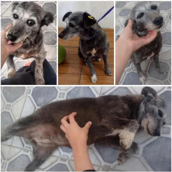 Cachorro ra a Poodle com vira-ata idade 5 anos nome Mel