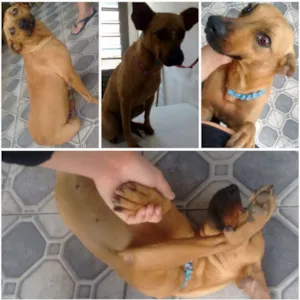 Cachorro raça Vira-lata idade 3 anos nome Maya