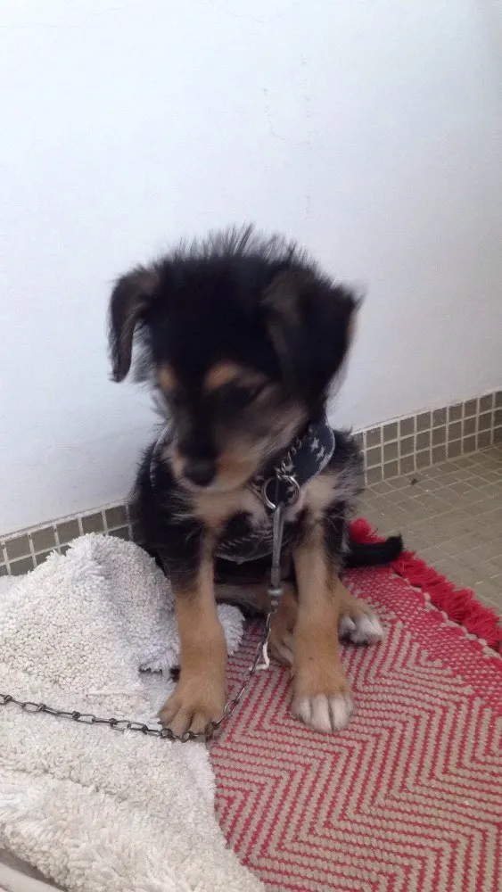 Cachorro ra a Vira lata idade  nome Chaves